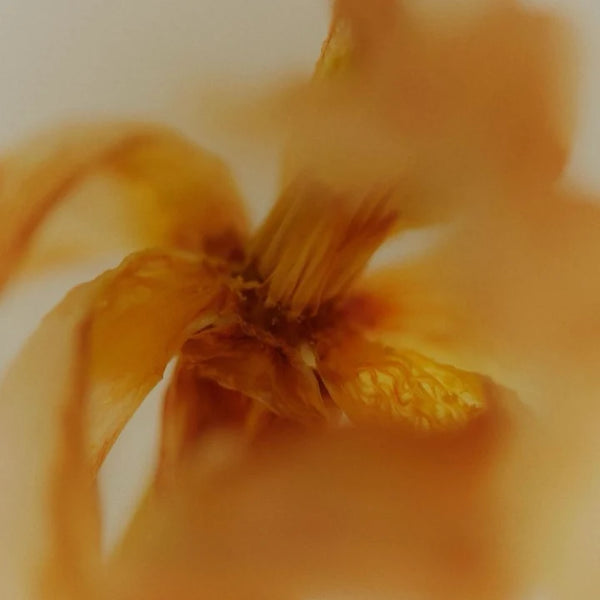 ARNICA