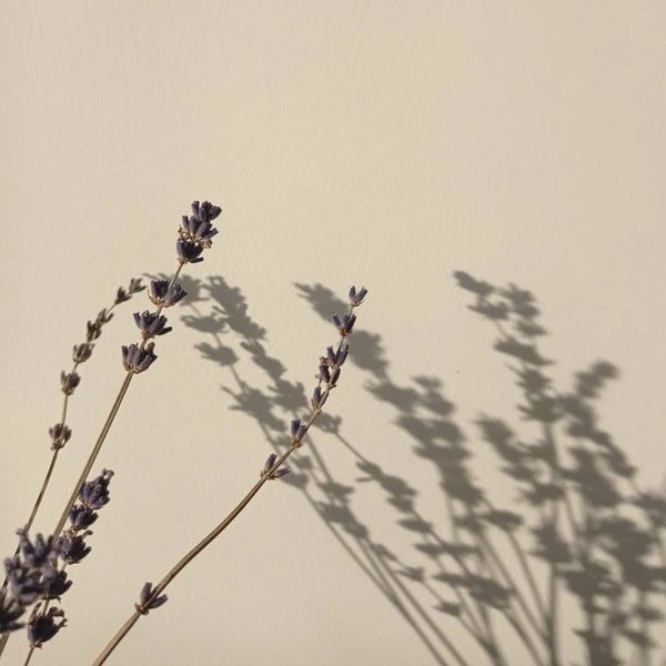 LAVANDA